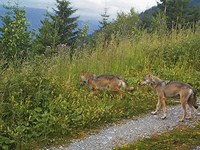 Leben mit Grossraubtieren in den Alpen