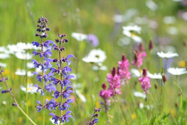 Gras wächst drüber: Wiesenmeisterschaften Gras wächst drüber: Wiesenmeisterschaften