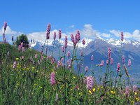 Natur in den Alpen: geschätzt und gefährdet