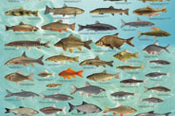 Bemühungen um die Fische in den Alpen Bemühungen um die Fische in den Alpen