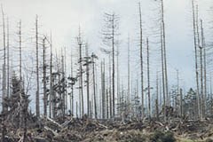 Schutzwirkung von Wäldern nach Borkenkäferbefall Schutzwirkung von Wäldern nach Borkenkäferbefall
