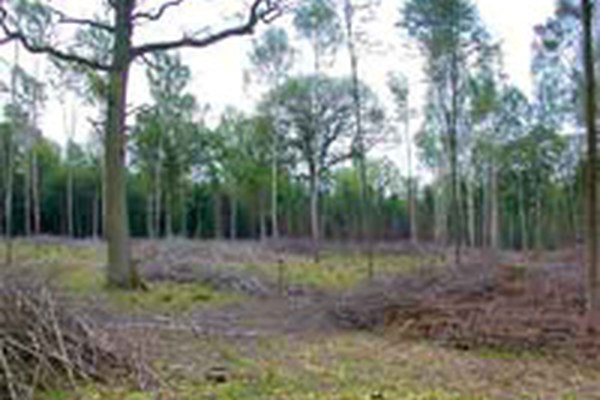 Bayern startet Vertragsnaturschutzprogramm für den Wald Bayern startet Vertragsnaturschutzprogramm für den Wald