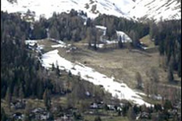 Pistenraupen und Kunstschnee bedrohen Pflanzenvielfalt Pistenraupen und Kunstschnee bedrohen Pflanzenvielfalt