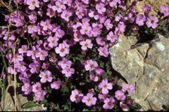 Klimaerwärmung: Alpenblumen blühen früher Klimaerwärmung: Alpenblumen blühen früher