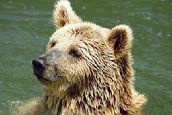 Italien fordert besseren Schutz der Grossraubtiere in den Alpen Italien fordert besseren Schutz der Grossraubtiere in den Alpen