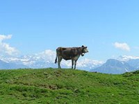 Die Alpen drohen zu veröden