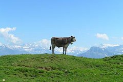 Die Alpen drohen zu veröden Die Alpen drohen zu veröden
