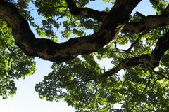Der Wald und das Kyoto-Protokoll Der Wald und das Kyoto-Protokoll