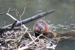 Biber breiten sich im Schweizer Mittelland aus Biber breiten sich im Schweizer Mittelland aus