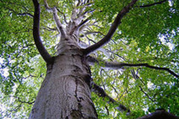 100 Jahre Pro Natura 100 Jahre Pro Natura