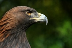 Mässiger Bruterfolg bei Steinadlern Mässiger Bruterfolg bei Steinadlern