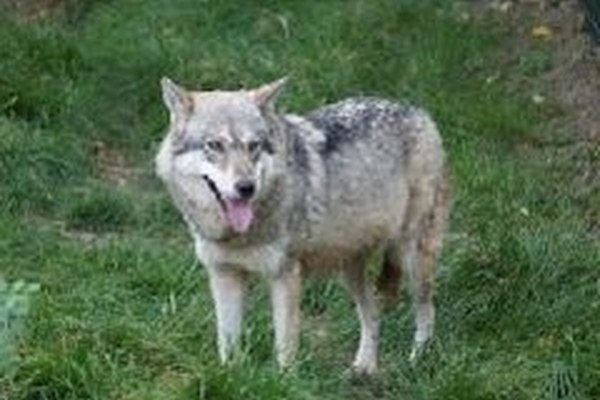 Ungenügender Herdenschutz ist für Wolfstötung verantwortlich Ungenügender Herdenschutz ist für Wolfstötung verantwortlich