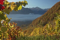 Neugründung: Delinat-Institut für Ökologie und Klimafarming Neugründung: Delinat-Institut für Ökologie und Klimafarming