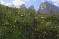 Das Internationale Jahr der Biodiversität