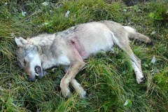 Nein zur Einwanderung des Wolfs im Wallis Nein zur Einwanderung des Wolfs im Wallis