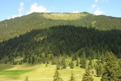 Bund Naturschutz kritisiert Kehrtwende bei Bergwaldschutz Bund Naturschutz kritisiert Kehrtwende bei Bergwaldschutz