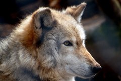 Schweiz: Wolf und Berner Konvention zum Abschuss frei? Schweiz: Wolf und Berner Konvention zum Abschuss frei?