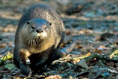 Otter-Comeback in den Alpen