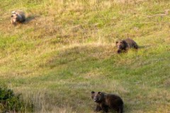 Der Bär ist los! Der Bär ist los!