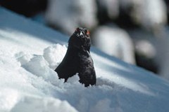 Birkhühner im Freizeitstress Birkhühner im Freizeitstress