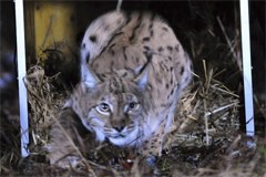 Luchspärchen für die Kalkalpen Luchspärchen für die Kalkalpen