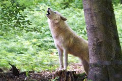 Isegrims Rückkehr Isegrims Rückkehr