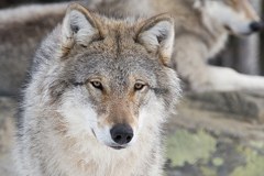 Willkommen, Wolf, Luchs und Bär Willkommen, Wolf, Luchs und Bär