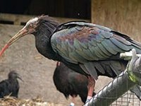 Willkommen wilder Waldrapp!