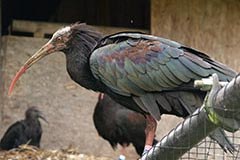 Willkommen wilder Waldrapp! Willkommen wilder Waldrapp!