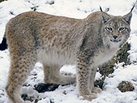 Schwierige Zeiten für Bär, Wolf und Luchs