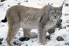 Schwierige Zeiten für Bär, Wolf und Luchs Schwierige Zeiten für Bär, Wolf und Luchs