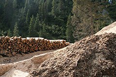 Ausgezeichnet: Projekte für alpinen Schutzwald Ausgezeichnet: Projekte für alpinen Schutzwald
