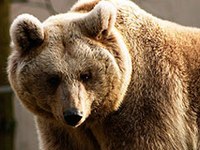 Standpunkt der CIPRA: Plädoyer für einen toten Bären