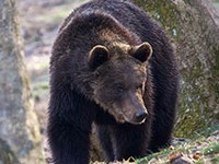 Immer mehr Bären im Trentino