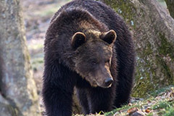 Immer mehr Bären im Trentino Immer mehr Bären im Trentino