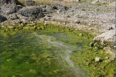 Nationalparks entfernen exotische Fischarten Nationalparks entfernen exotische Fischarten