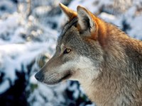 Gemeinsam für den Wolf