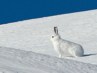 Biodiversität: Stress im Hasenkot