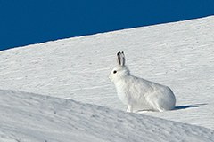 Biodiversität: Stress im Hasenkot Biodiversität: Stress im Hasenkot
