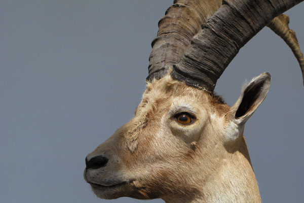 Klimawandel stärkt Steinbock Klimawandel stärkt Steinbock