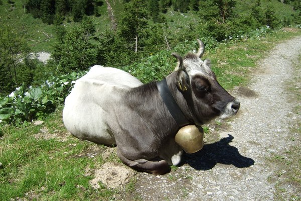 Allgäu: Tuberkulose bei Rindern und Rotwild Allgäu: Tuberkulose bei Rindern und Rotwild