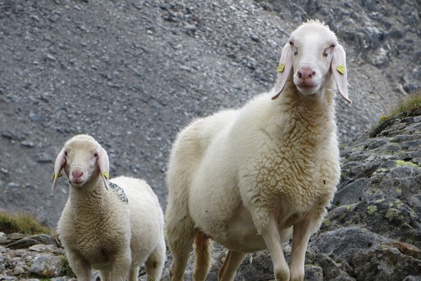 Bayerische Berglandwirtschaft – Triff Deinen EU-Abgeordneten Bayerische Berglandwirtschaft – Triff Deinen EU-Abgeordneten