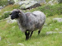 Berglandwirtschaft & EU-Agrarpolitik