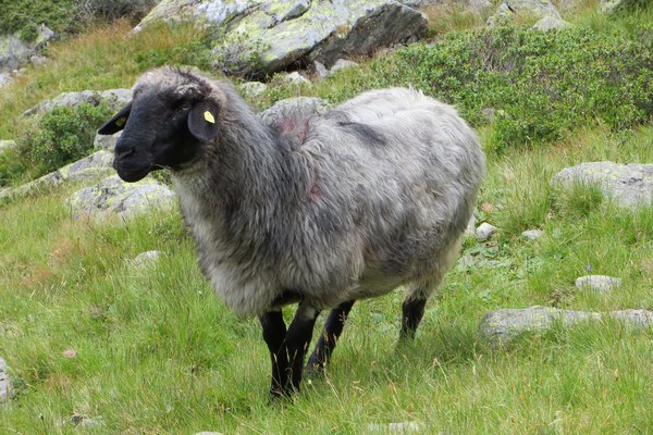Berglandwirtschaft & EU-Agrarpolitik Berglandwirtschaft & EU-Agrarpolitik