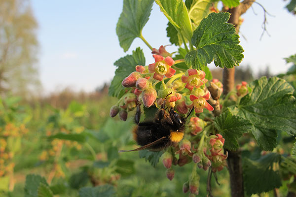 Die Königin der Insekten Die Königin der Insekten