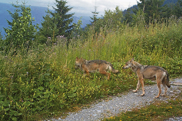 Knapp am Abschuss vorbeigeschrammt Knapp am Abschuss vorbeigeschrammt