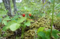 Kurzgeschichte: Der Waldschratt