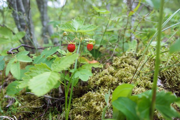 Kurzgeschichte: Der Waldschratt Kurzgeschichte: Der Waldschratt