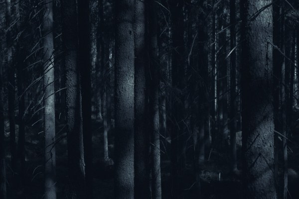 Kurzgeschichte: Im Wald Kurzgeschichte: Im Wald