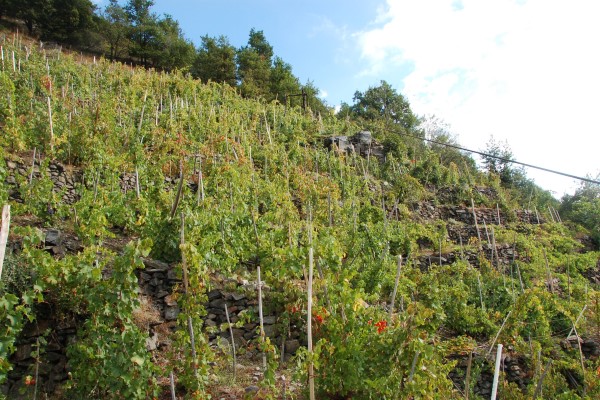 Neue Möglichkeiten für alpine Weinberge Neue Möglichkeiten für alpine Weinberge